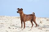 PINSCHER NAIN 001
